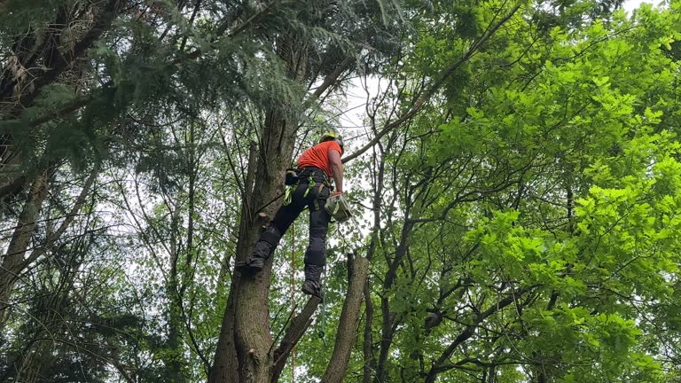 Reliable Clinton, WI Tree Removal and Landscaping Services Solutions